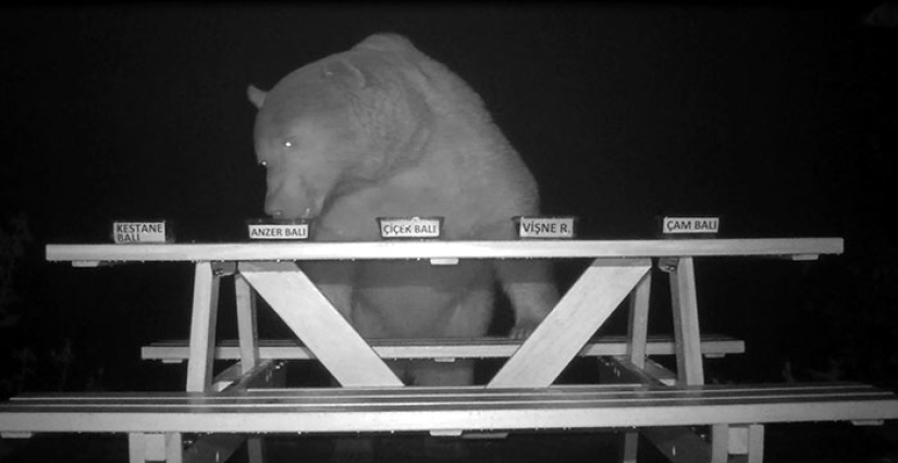 A Turkish farmer has attracted bears thieves to tasting honey and not lost A Turkish farmer has attracted bears thieves to tasting honey and not lost