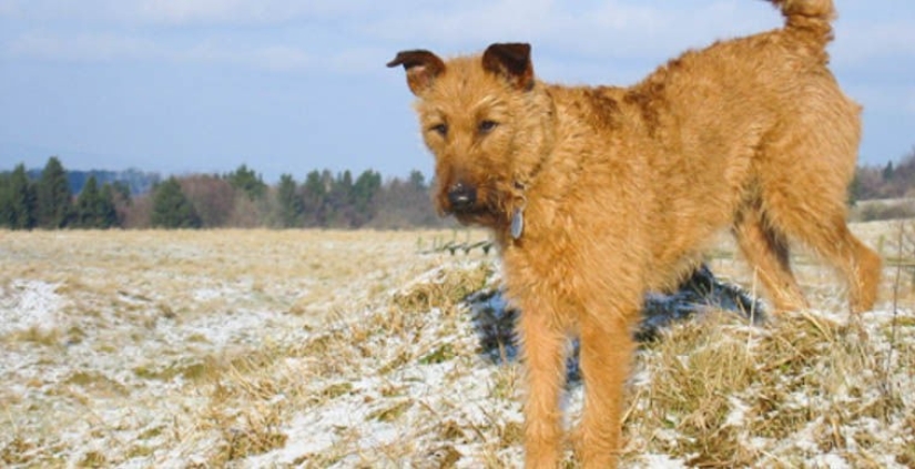 A veces vuelven A veces vuelven