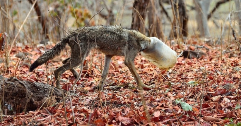 A wolf with a plastic bottle on his head: a photographer's random shot saved the animal from a painful death