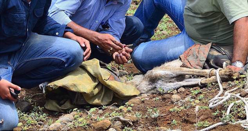 A wolf with a plastic bottle on his head: a photographer's random shot saved the animal from a painful death