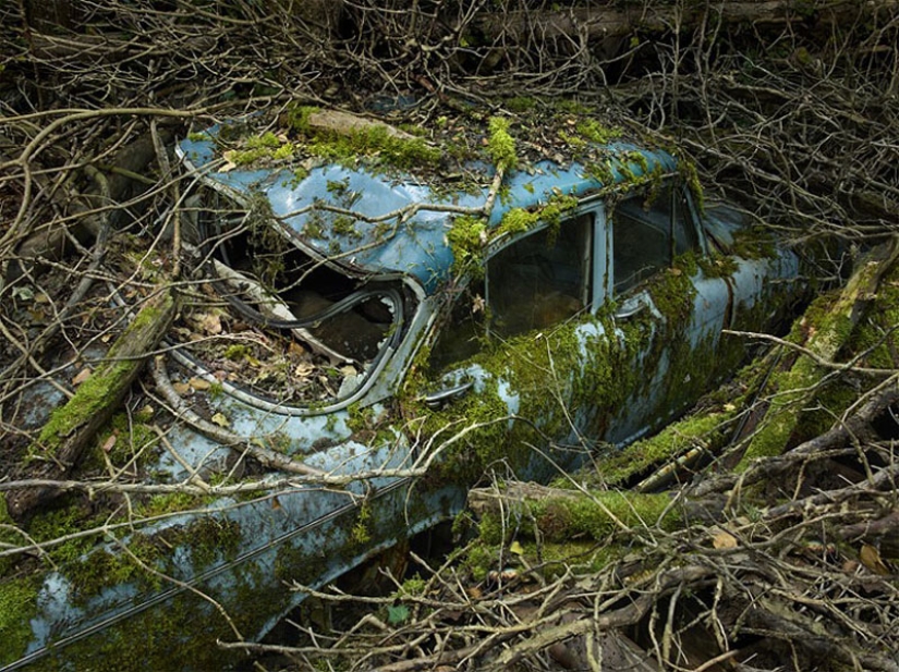 Abandoned cars in the arms of nature