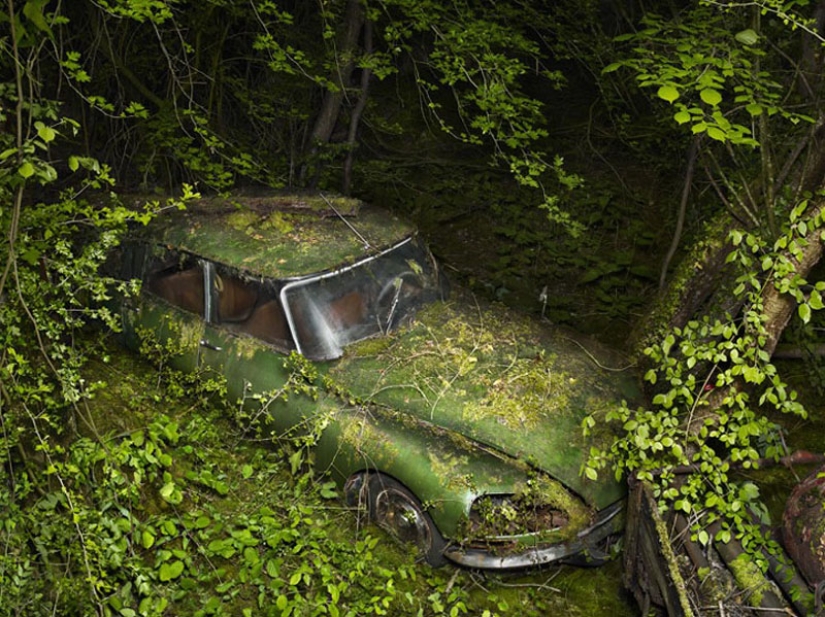 Abandoned cars in the arms of nature