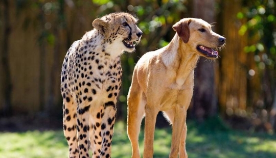 About the friendship of cats with dogs