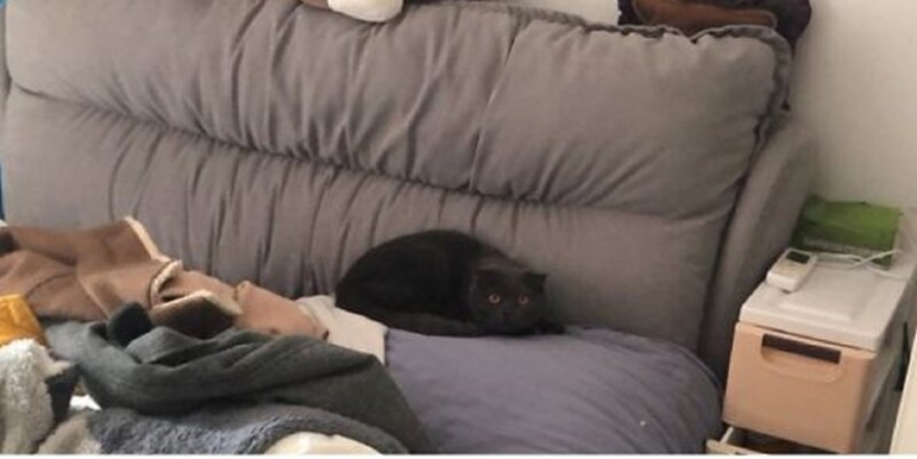 Activistas chinos por los derechos de los animales rescatan animales que se quedaron sin dueño debido al coronavirus