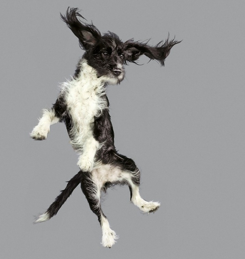 Adorable flying dogs