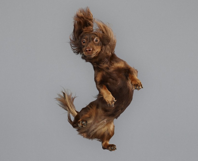 Adorable flying dogs