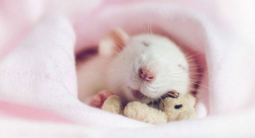 Adorable rats with teddy bears