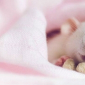 Adorable rats with teddy bears