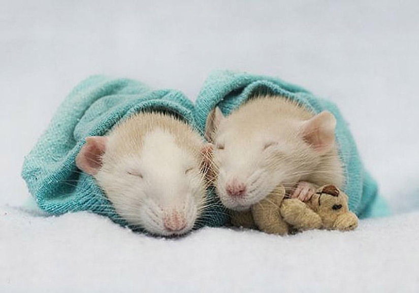 Adorable rats with teddy bears