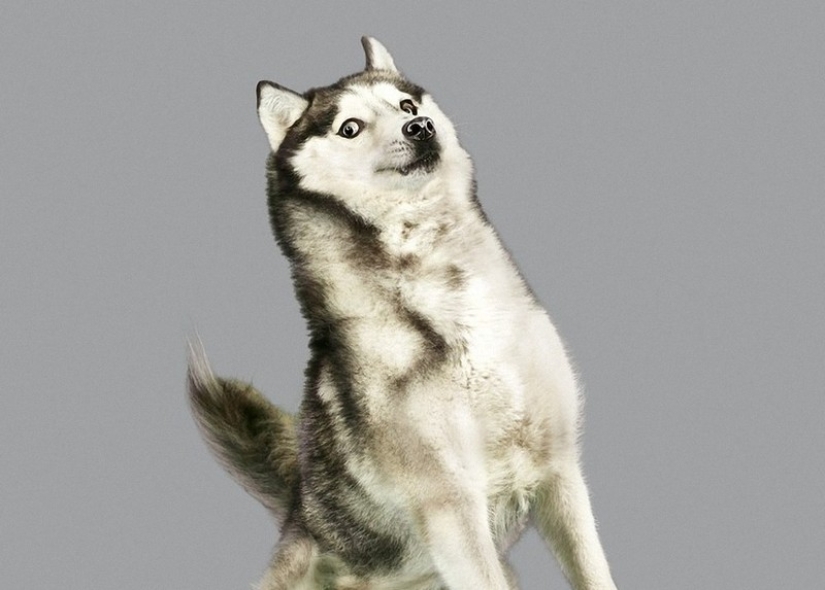 Adorables perros voladores