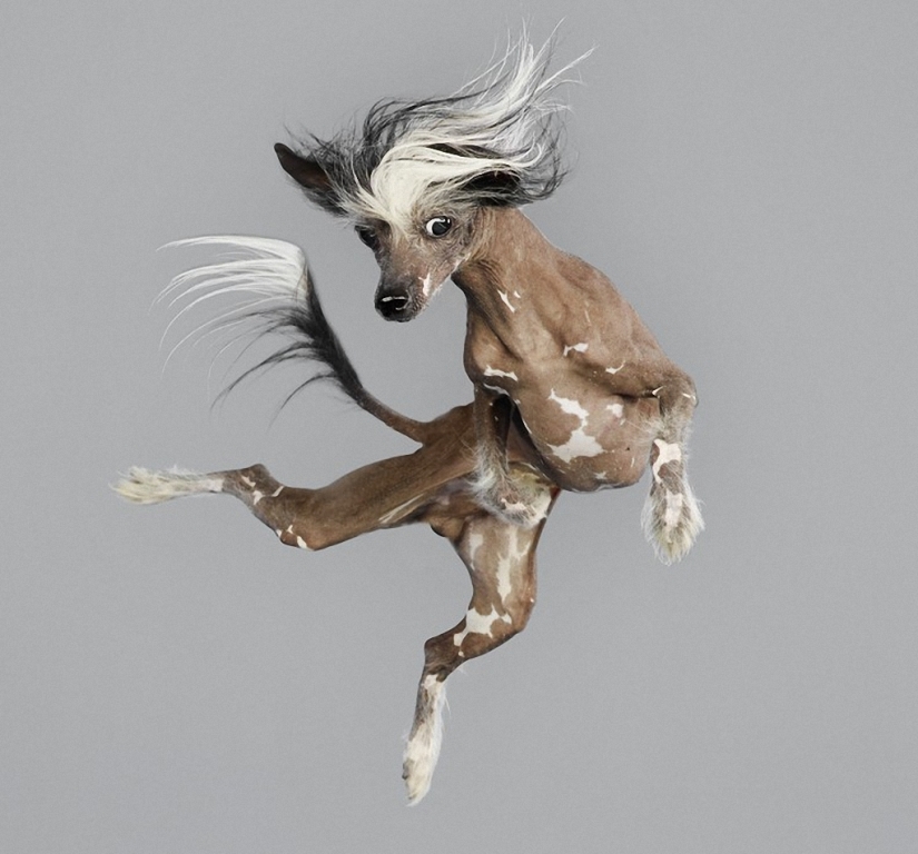 Adorables perros voladores Adorables perros voladores