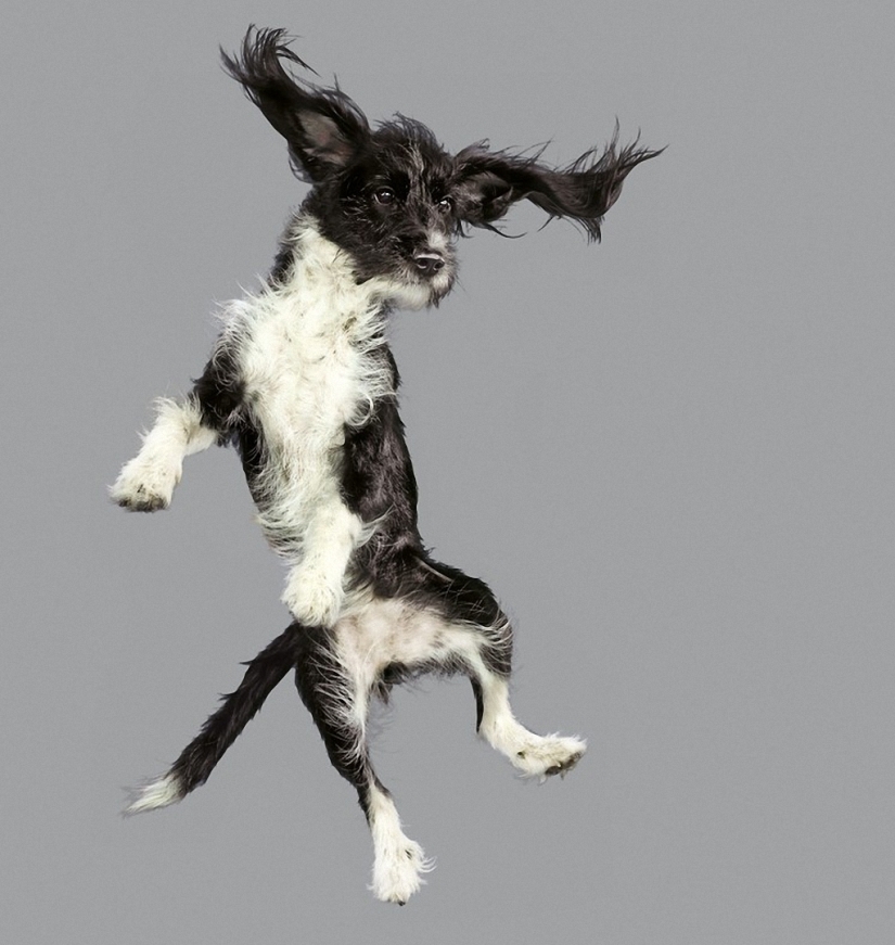 Adorables perros voladores Adorables perros voladores