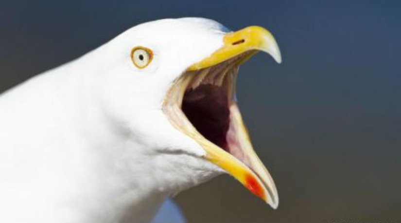 After 17 years, the hotel forgave the guest in whose room the voracious seagulls staged a pogrom After 17 years, the hotel forgave the guest in whose room the voracious seagulls staged a pogrom
