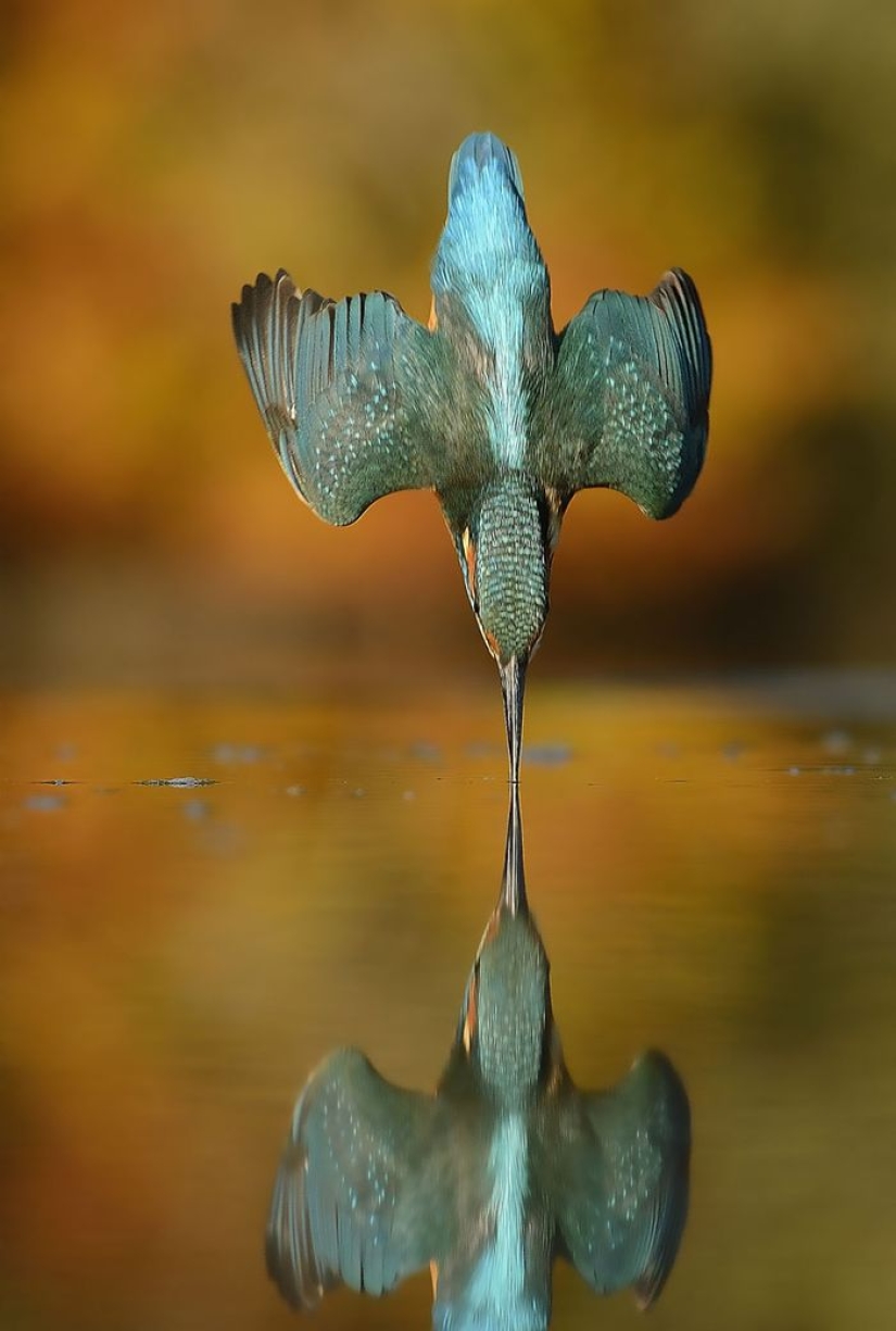 After 6 years and 720 thousand attempts, the photographer took the perfect picture of the kingfisher