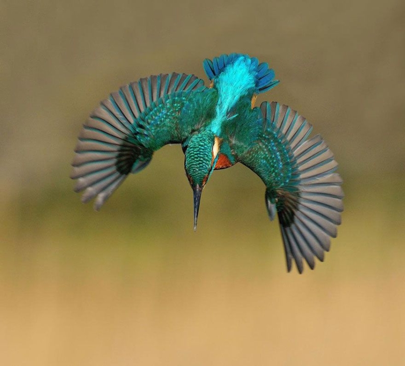 After 6 years and 720 thousand attempts, the photographer took the perfect picture of the kingfisher