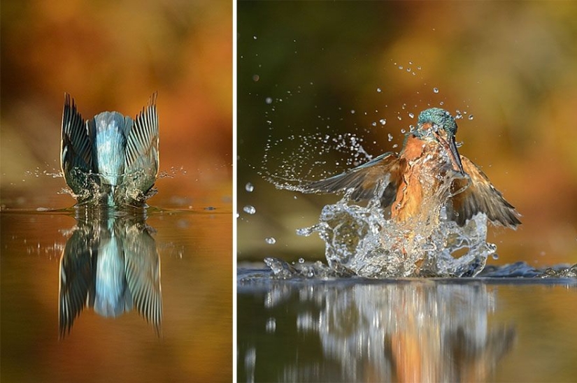 After 6 years and 720 thousand attempts, the photographer took the perfect picture of the kingfisher