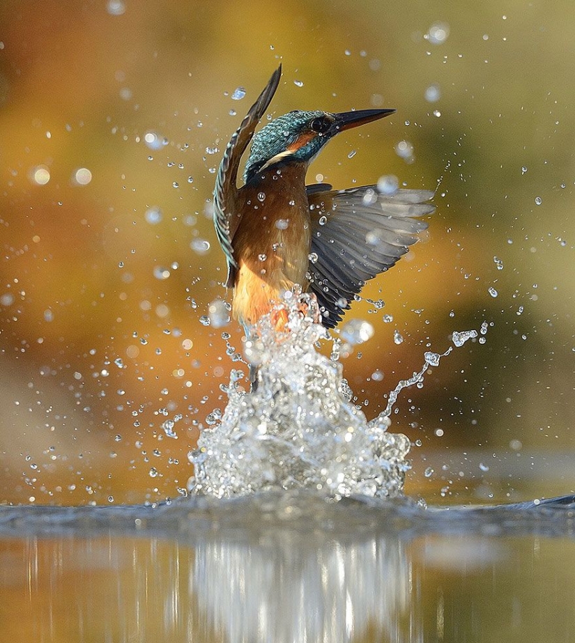 After 6 years and 720 thousand attempts, the photographer took the perfect picture of the kingfisher