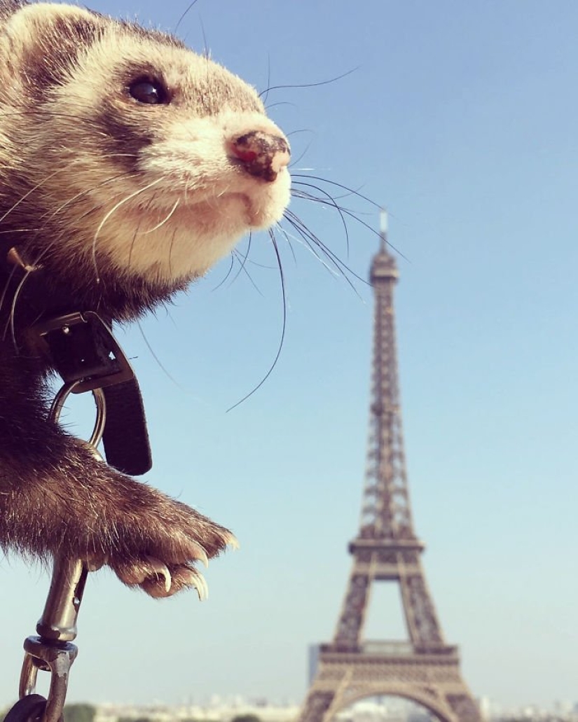After the tragic death of loved ones, the guy sold everything to travel the world with a ferret After the tragic death of loved ones, the guy sold everything to travel the world with a ferret