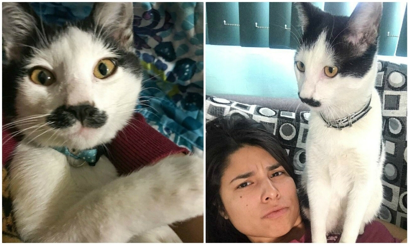 Alberto, el gato con un "bigote" inusual, roba los corazones de los gatitos mexicanos Alberto, el gato con un "bigote" inusual, roba los corazones de los gatitos mexicanos