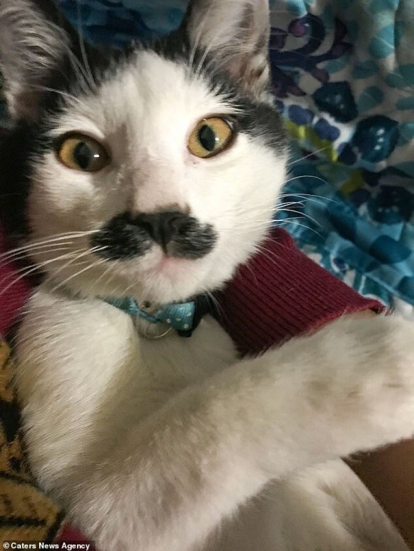 Alberto, el gato con un "bigote" inusual, roba los corazones de los gatitos mexicanos Alberto, el gato con un "bigote" inusual, roba los corazones de los gatitos mexicanos