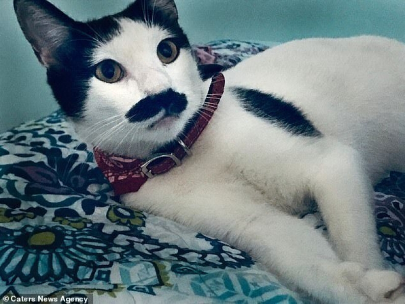 Alberto, el gato con un "bigote" inusual, roba los corazones de los gatitos mexicanos Alberto, el gato con un "bigote" inusual, roba los corazones de los gatitos mexicanos