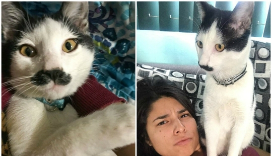 Alberto, el gato con un "bigote" inusual, roba los corazones de los gatitos mexicanos