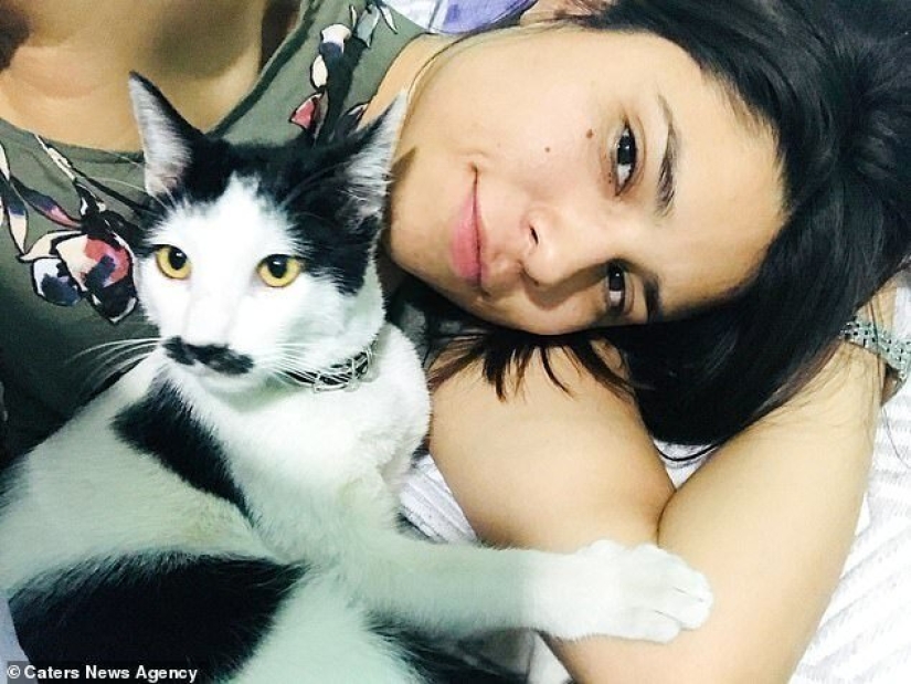 Alberto the cat with an unusual "mustache" steals the hearts of Mexican kitties Alberto the cat with an unusual "mustache" steals the hearts of Mexican kitties