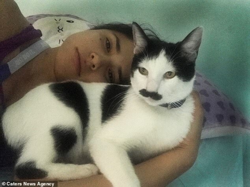 Alberto the cat with an unusual "mustache" steals the hearts of Mexican kitties Alberto the cat with an unusual "mustache" steals the hearts of Mexican kitties