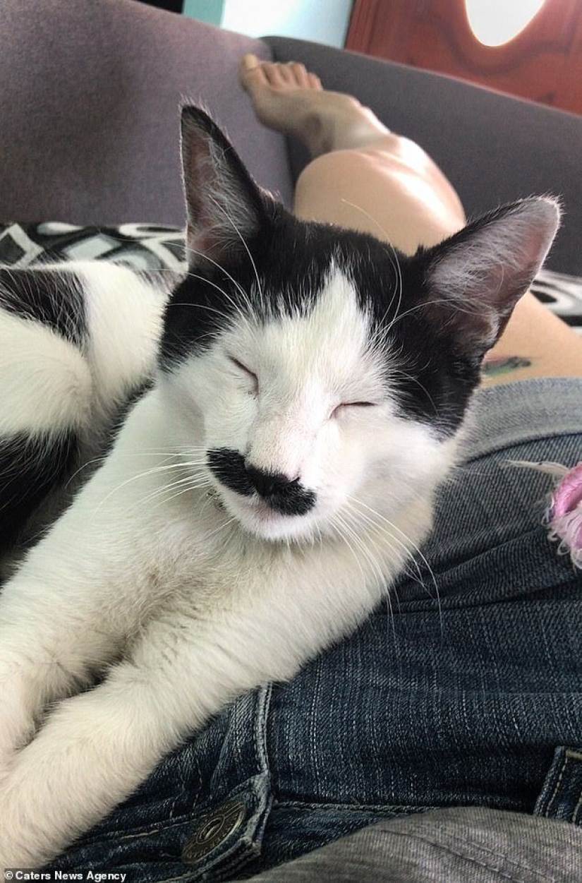 Alberto the cat with an unusual "mustache" steals the hearts of Mexican kitties Alberto the cat with an unusual "mustache" steals the hearts of Mexican kitties