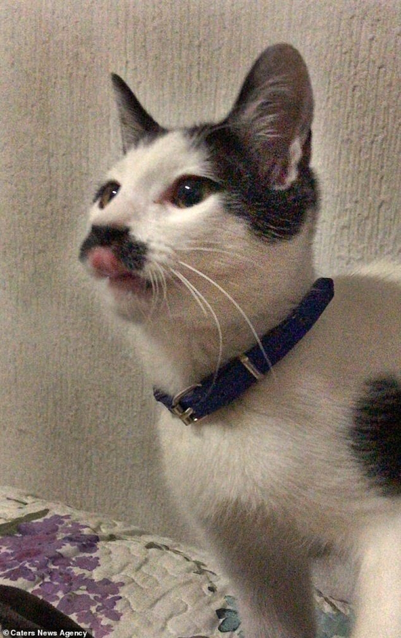 Alberto the cat with an unusual "mustache" steals the hearts of Mexican kitties Alberto the cat with an unusual "mustache" steals the hearts of Mexican kitties