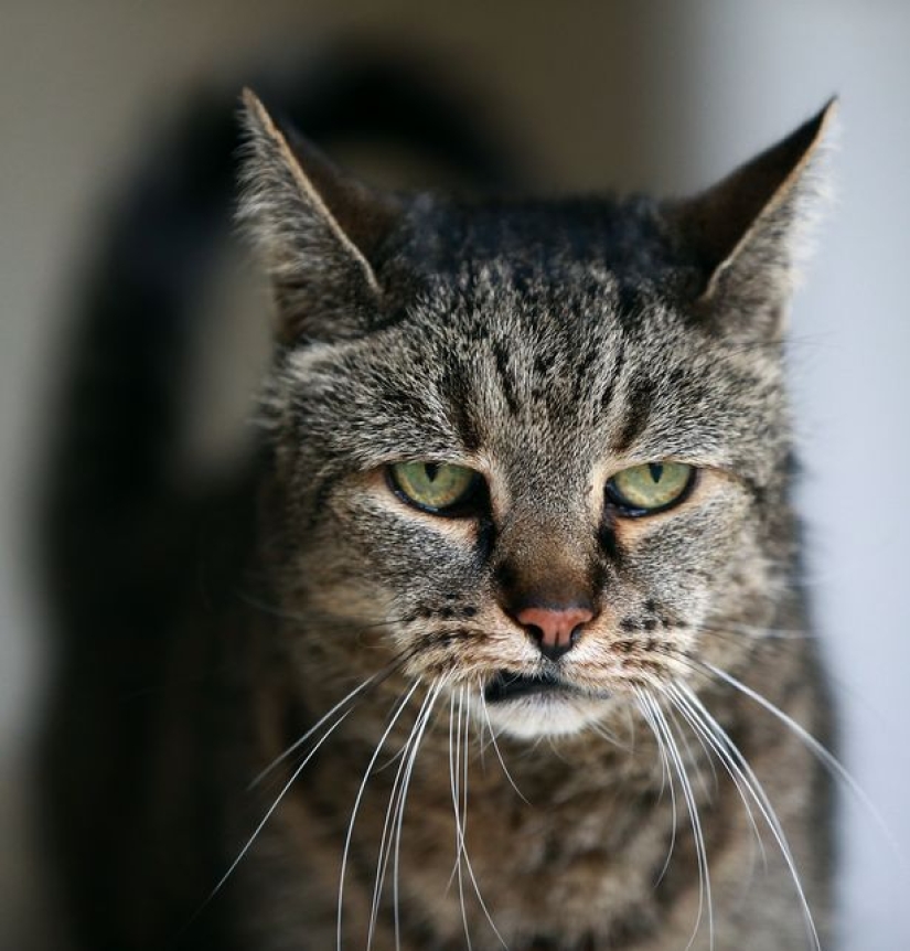All 9 lives lived: the oldest cat on the planet died at the age of 32