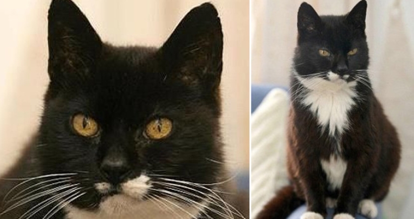 All 9 lives lived: the oldest cat on the planet died at the age of 32