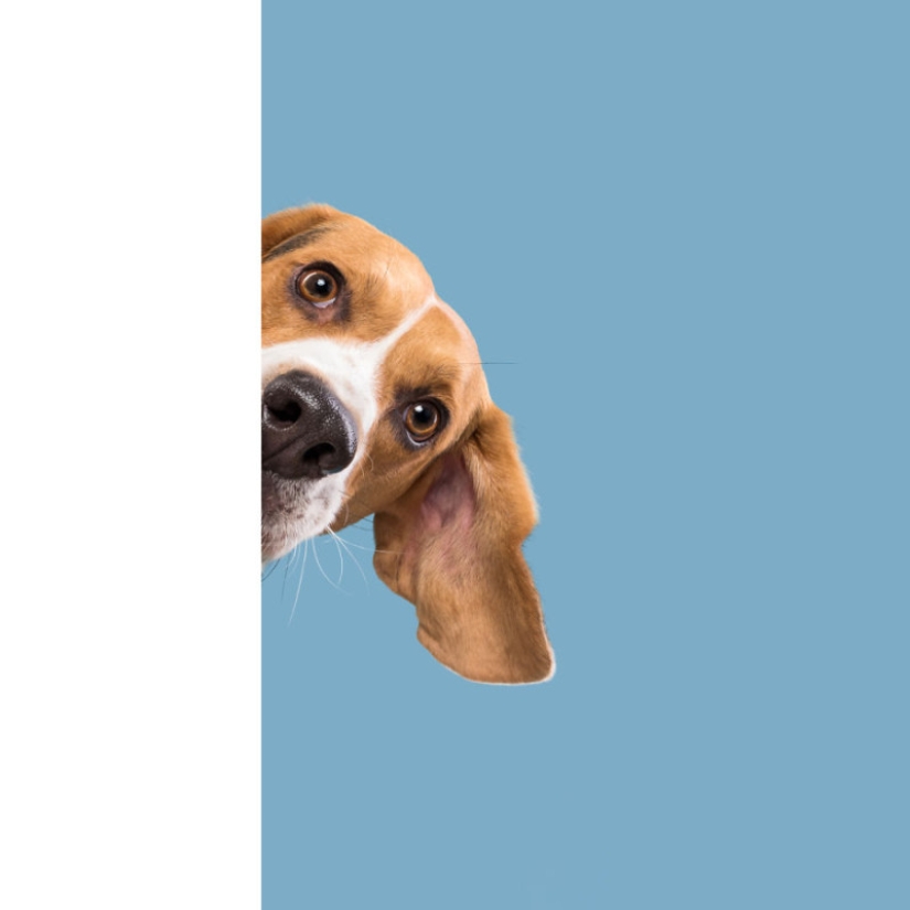 All emotions on the muzzle: a project about dogs, the one and only