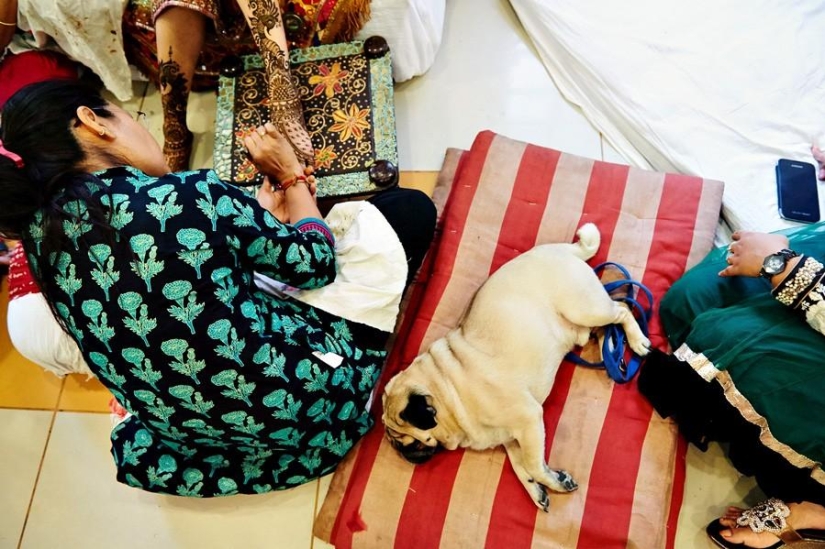 All Hindus Do IT, or a Real Indian Wedding All Hindus Do IT, or a Real Indian Wedding