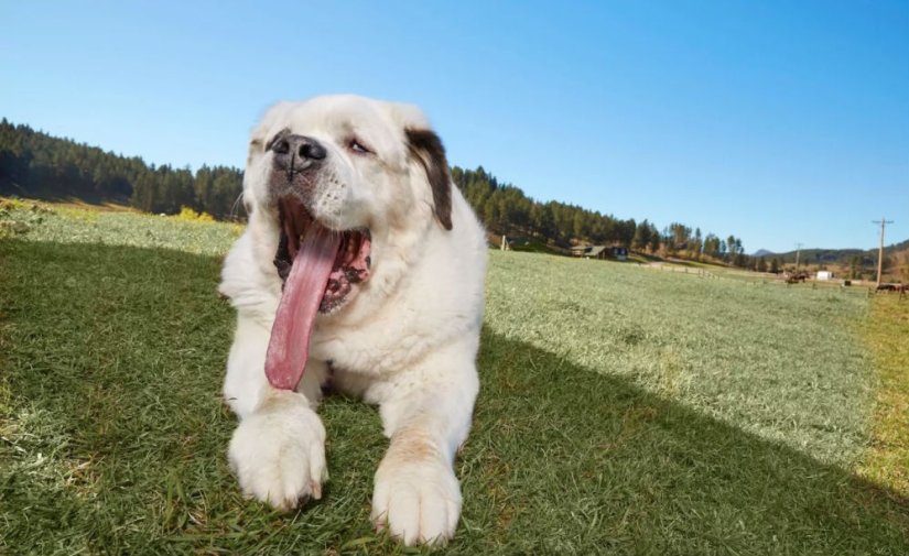 "All the goodies are mine": the dog with the longest tongue in the world