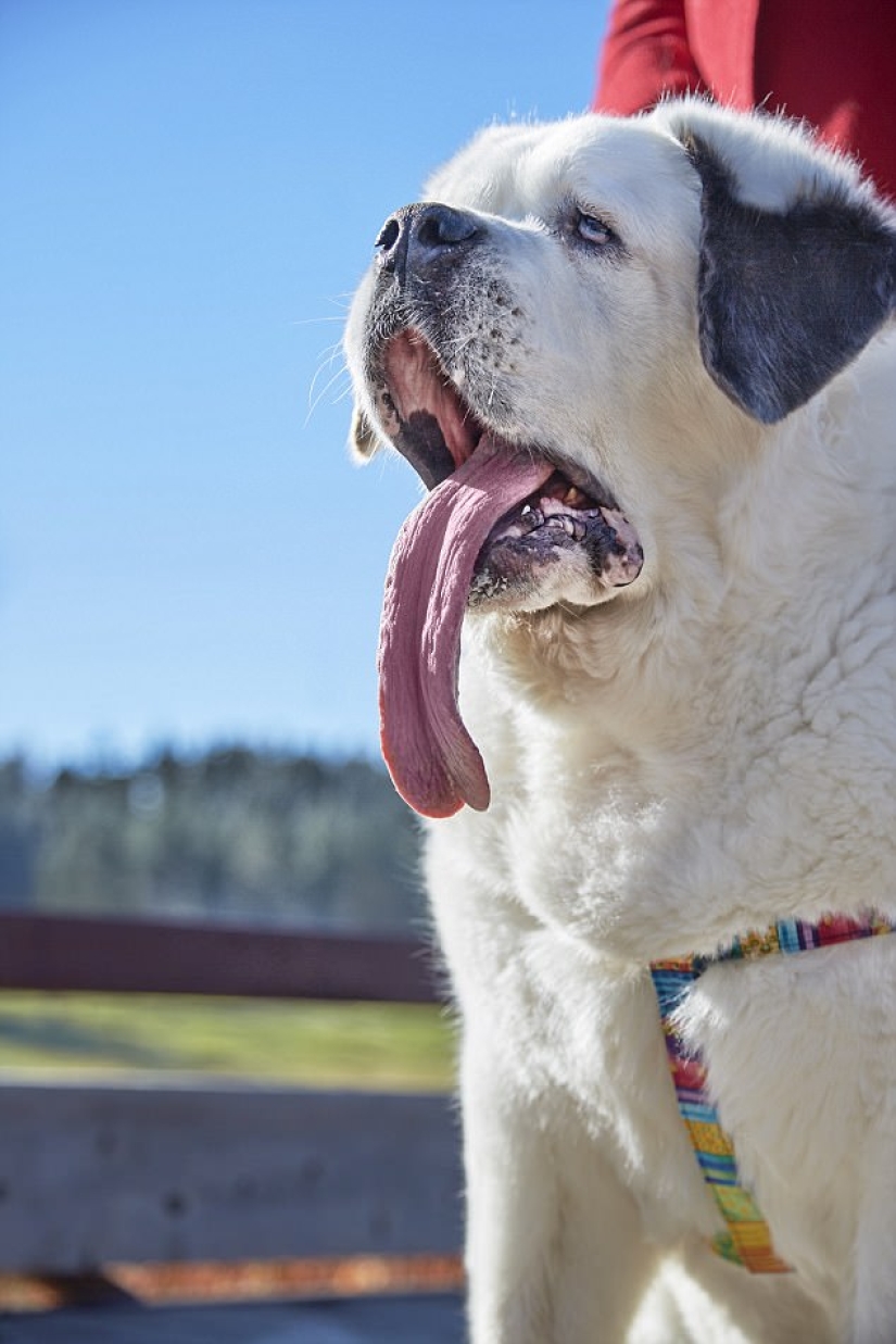 "All the goodies are mine": the dog with the longest tongue in the world "All the goodies are mine": the dog with the longest tongue in the world