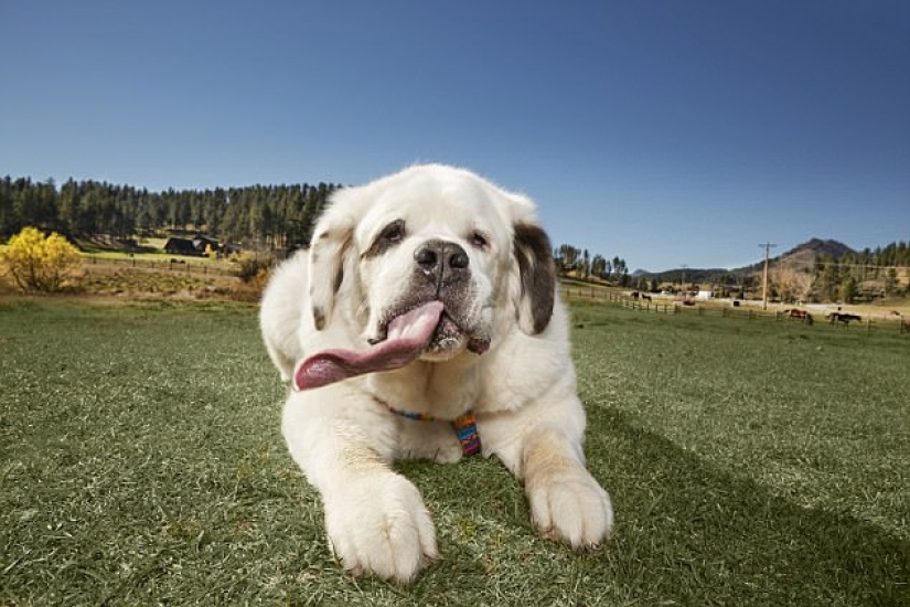 "All the goodies are mine": the dog with the longest tongue in the world