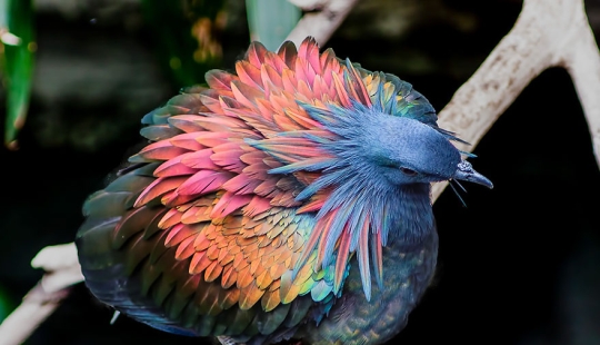 Amazing outdoor sauna - the largest in the world Amazing outdoor sauna - the largest in the world