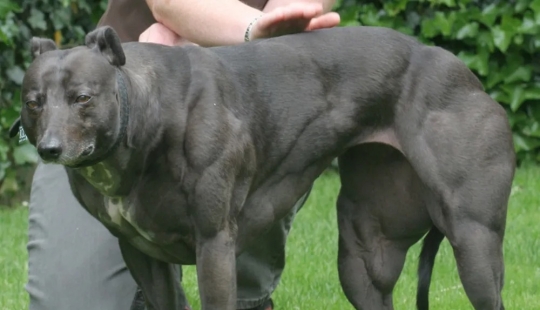 Amazing Wendy is a dog with a body like Schwarzenegger Amazing Wendy is a dog with a body like Schwarzenegger