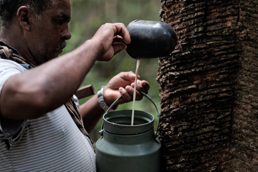 Amazon Love Factory Amazon Love Factory