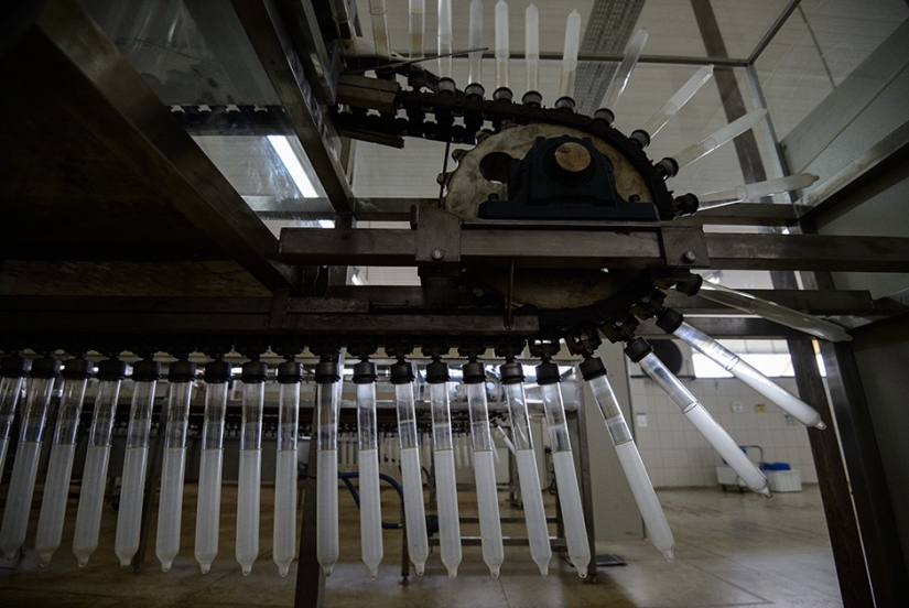 Amazon Love Factory Amazon Love Factory