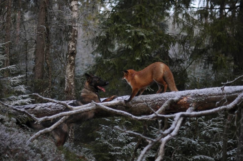 Amistad imposible: un zorro y un perro de caza Amistad imposible: un zorro y un perro de caza