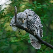 Amor animal que derretirá hasta el corazón más frío
