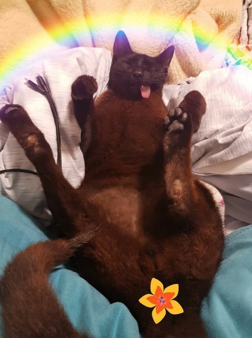 Amor esponjoso: cómo el gato rescatado Tzimes con la lengua colgando encontró una familia