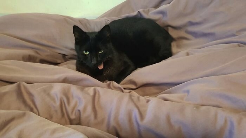 Amor esponjoso: cómo el gato rescatado Tzimes con la lengua colgando encontró una familia