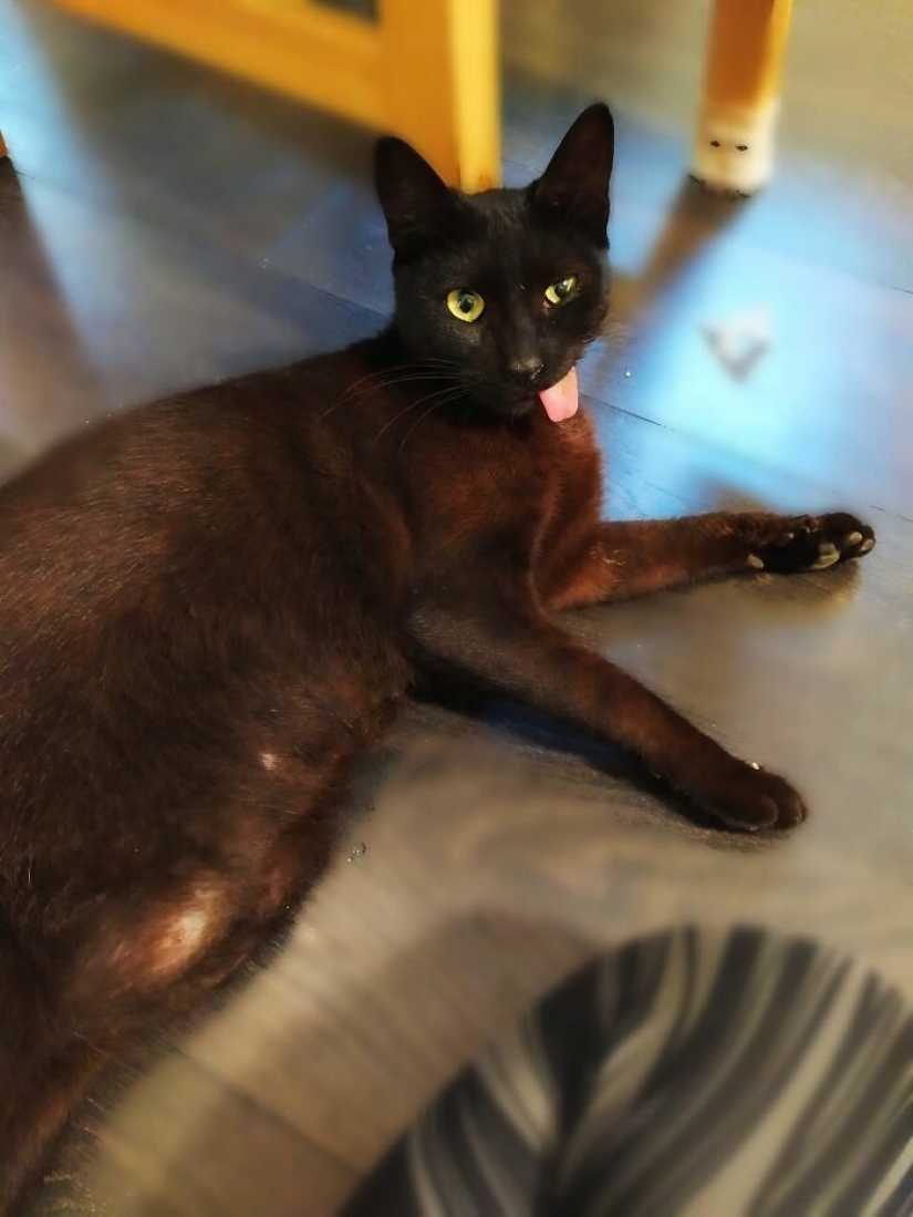 Amor esponjoso: cómo el gato rescatado Tzimes con la lengua colgando encontró una familia