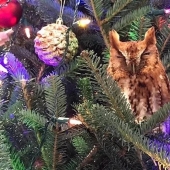 An American family bought a Christmas tree for themselves with a little surprise