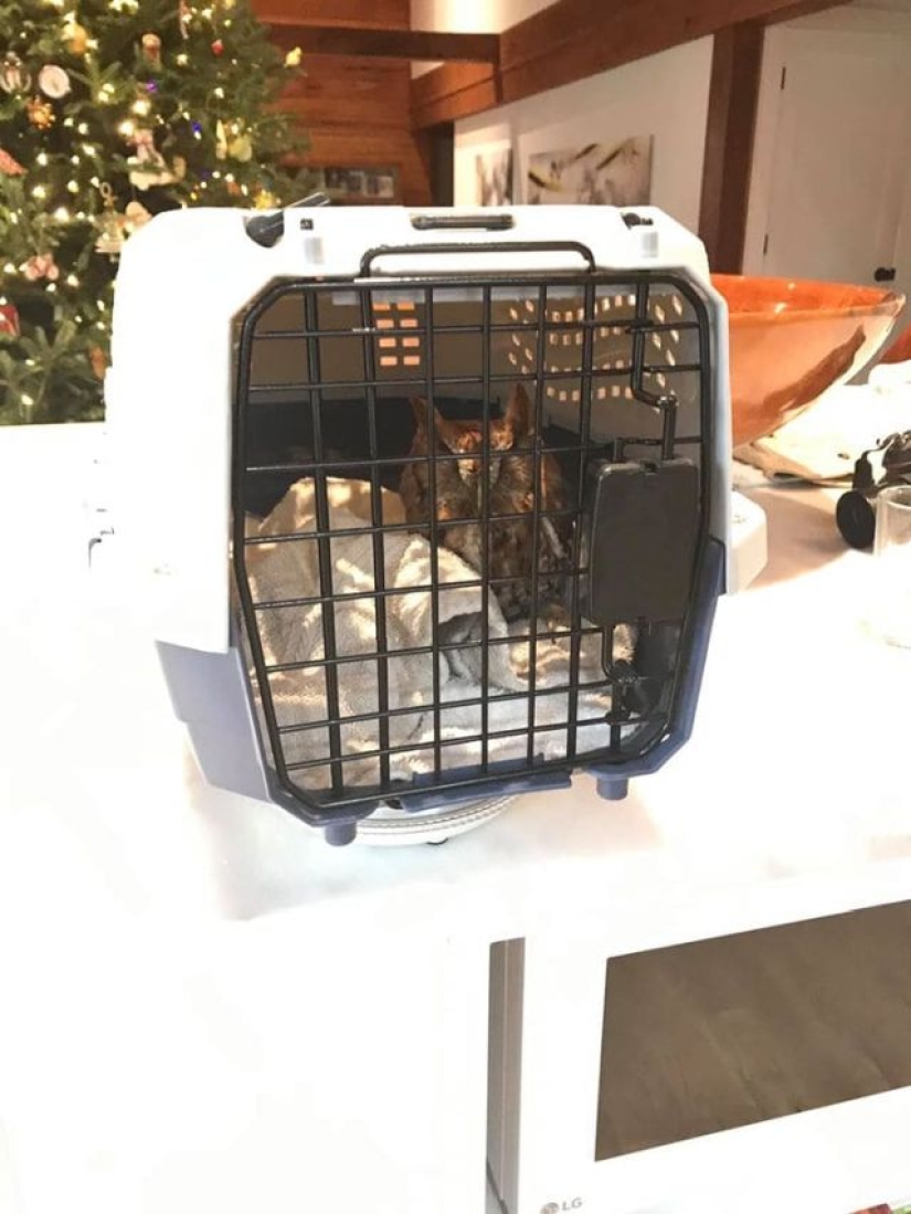 An American family bought a Christmas tree for themselves with a little surprise