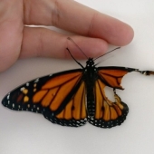 An American fashion designer performed a wing transplant operation on a live butterfly