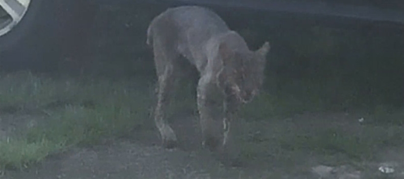 An American grandmother strangled a rabid lynx that attacked her with her bare hands An American grandmother strangled a rabid lynx that attacked her with her bare hands